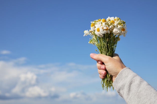 A bouquet of daisies in a female hand against the blue sky