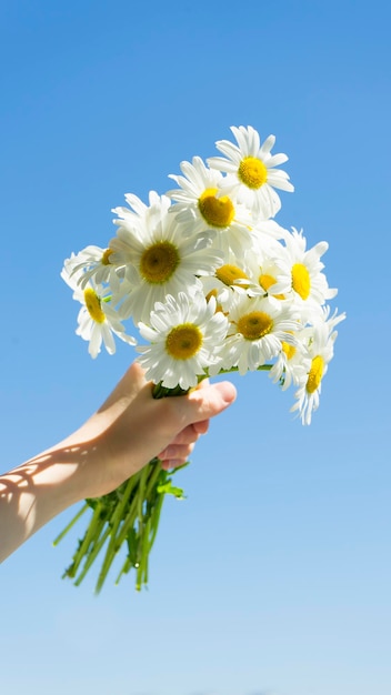 Bouquet of daisies in hand on a background of blue sky