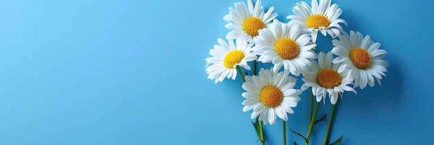 Bouquet daisies isolated on blue background banner image for website background