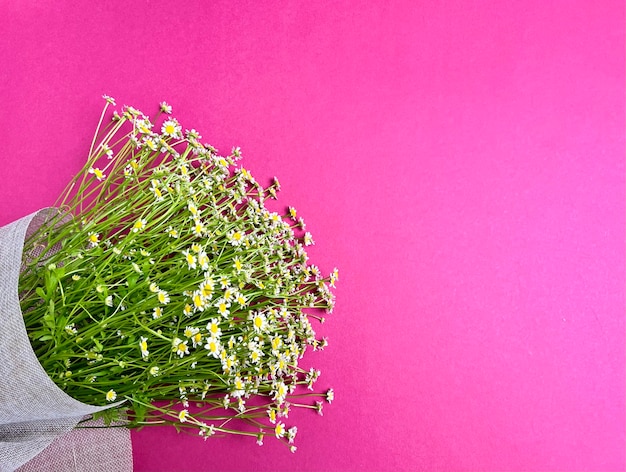 Bouquet of daisies on a pink background