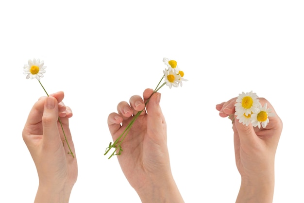 白い背景で隔離の女性の手でヒナギクの花束