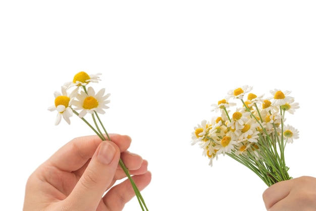 白い背景で隔離の女性の手でヒナギクの花束。