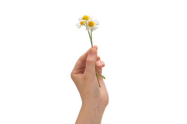 Bouquet of daisies in woman's hand