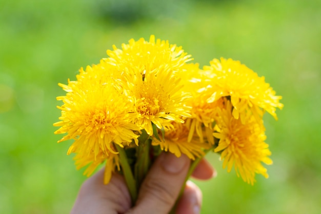 ぼやけた緑に対してタンポポの花束を手に