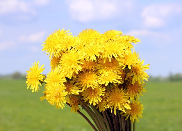 Bouquet of dandelions