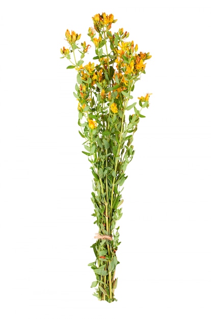 Bouquet of different herbs isolated on white