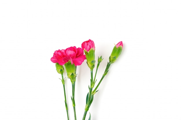 Bouquet of different pink carnation flowers isolated