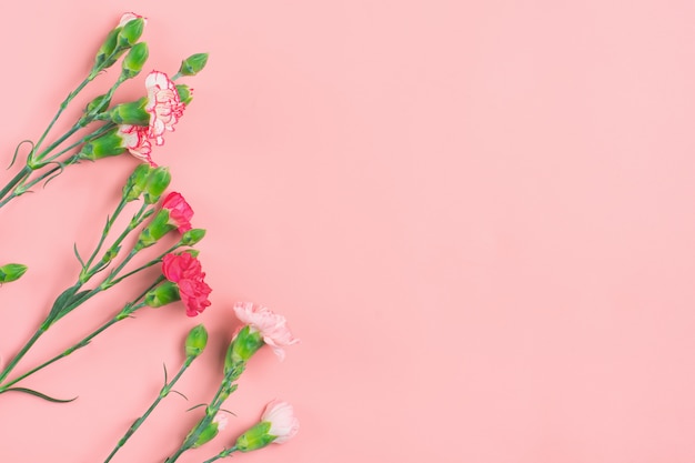 Bouquet of different pink carnation flowers on pink background Top view Flat lay