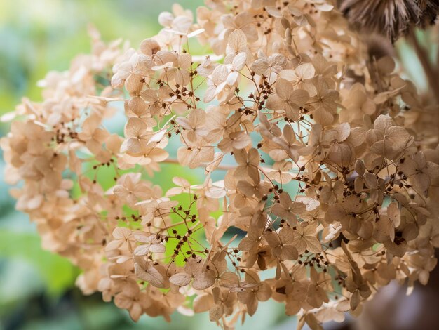 Foto bouquet di fiori secchi bellissimi fiori d'autunno composizione per la decorazione d'interno