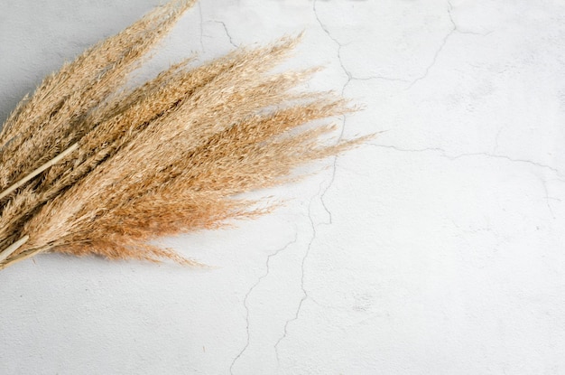 Bouquet of dried flowers spikelets on grey background