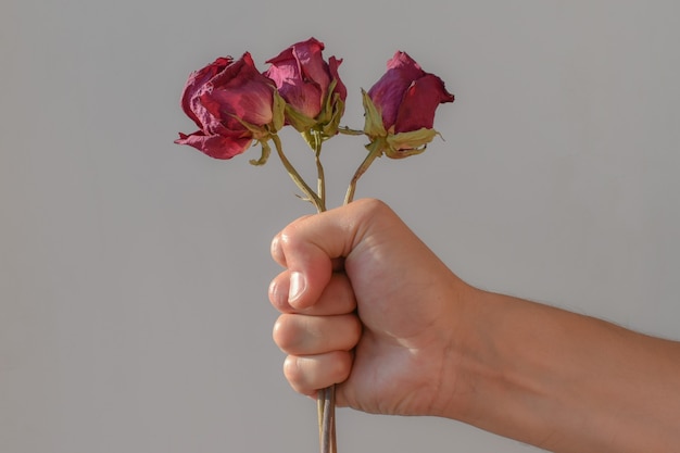 Bouquet of dried roses, clutched in hand, close-up. man's hand grips three dried roses tightly. Space for text.