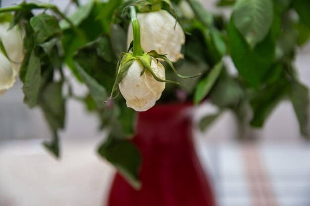 Photo bouquet of dry flowers in red vase on the window