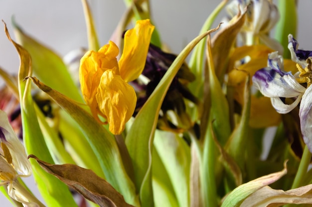 Bouquet of dry multicolored tulips closeup