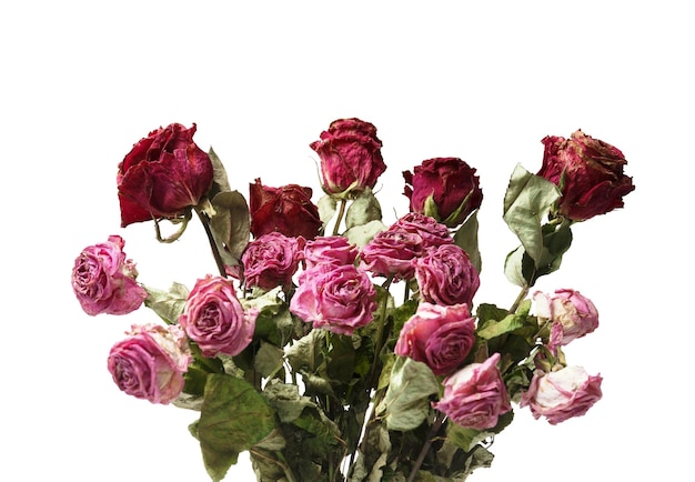 Bouquet of dry roses on a white background Unhappy love loneliness sadness old age loss