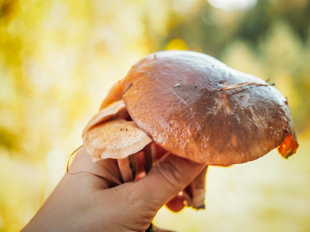 Foto bouquet di funghi commestibili in mani umane oliatore e funghi chiodini raccolti nella bellissima foresta