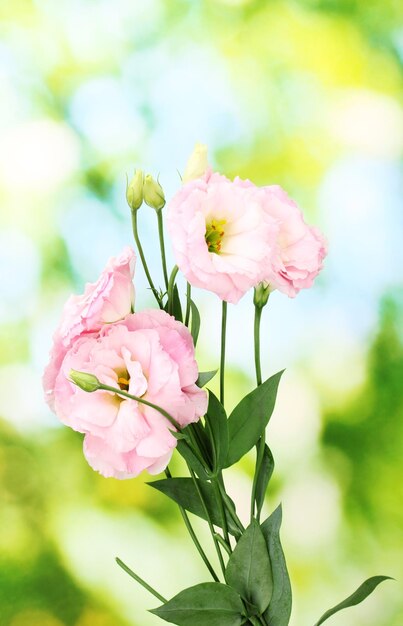 Bouquet of eustoma flowers on green background