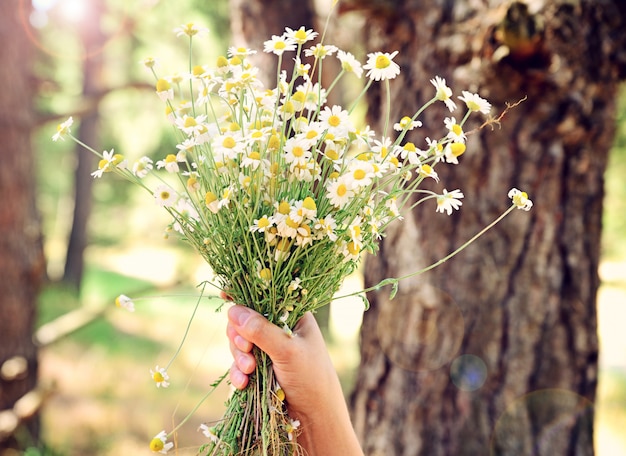 Bouquet of field chamomiles in female hand 