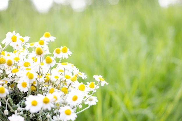 Photo bouquet of field daisies, closeup, natural background