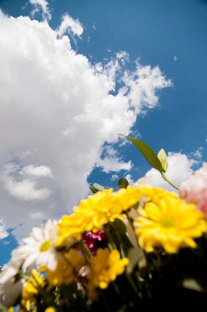 bouquet, field of flowers in spring with cloudy sky background