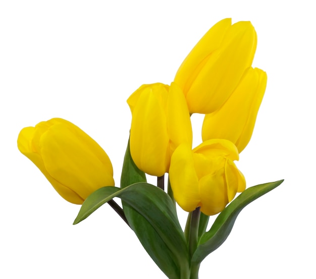 Bouquet of five yellow tulips isolated on white background