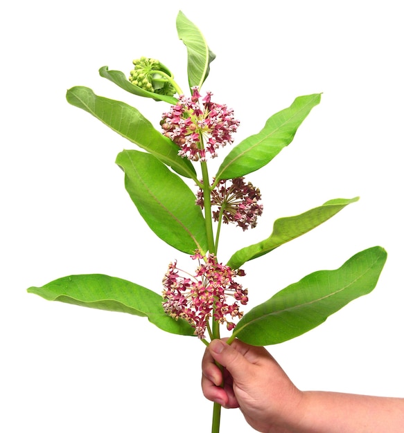 Bouquet of flowers Asclepias syriaca silkweed holding in hand isolated on white background