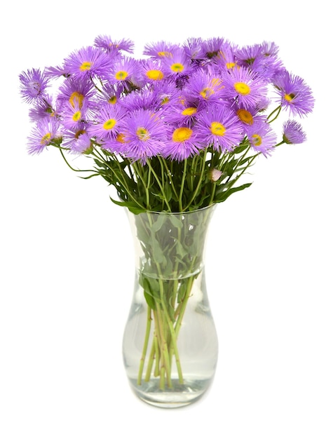 Bouquet di fiori astri rosa perenne alpino in vaso isolato su sfondo bianco oggetto motivo floreale vista dall'alto piatto laico natura morta