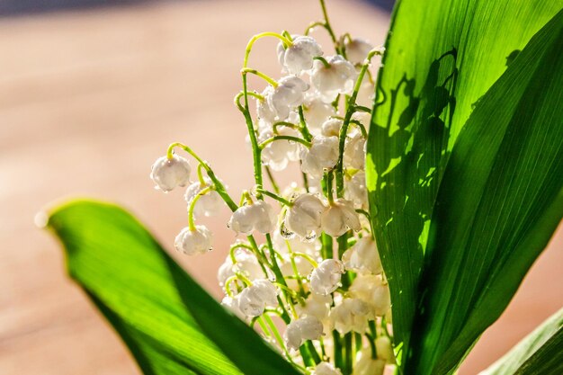 Would Spring Still Smell Like Spring Without Lily of the Valley