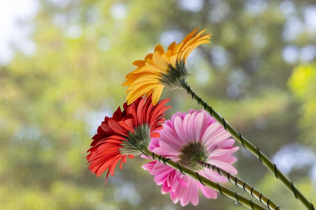 A bouquet of flowers on a blurred background