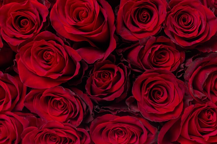 Photo bouquet of flowers: fresh red roses