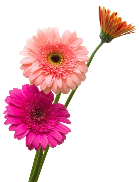 Photo bouquet of flowers gerberas isolated on white background
