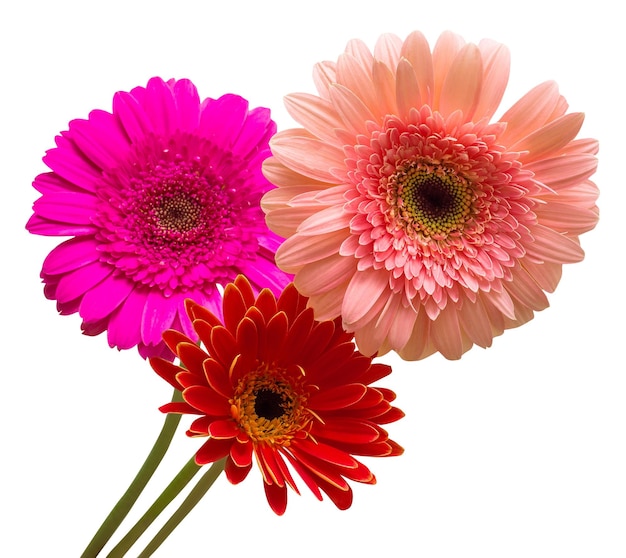 Bouquet of flowers gerberas isolated on white background