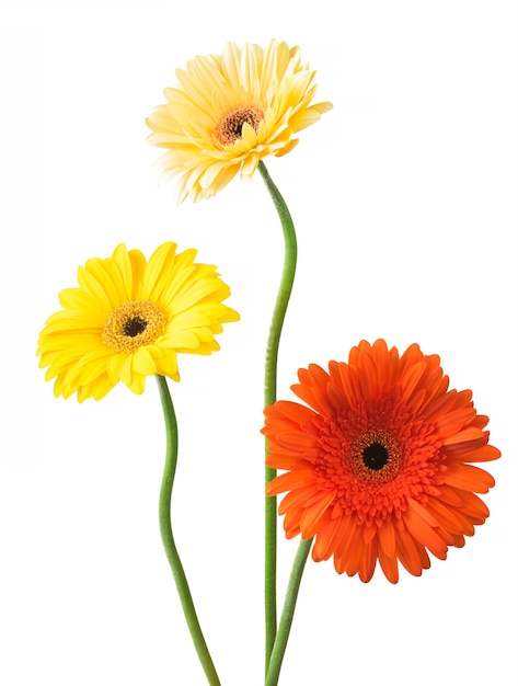 Bouquet of flowers gerberas isolated on white