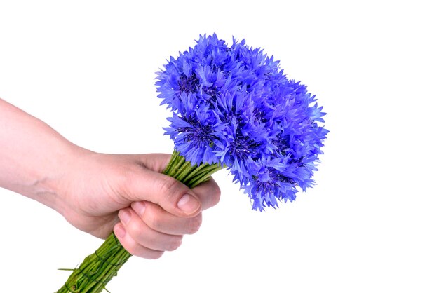 Bouquet of flowers in hand. cornflowers close-up.