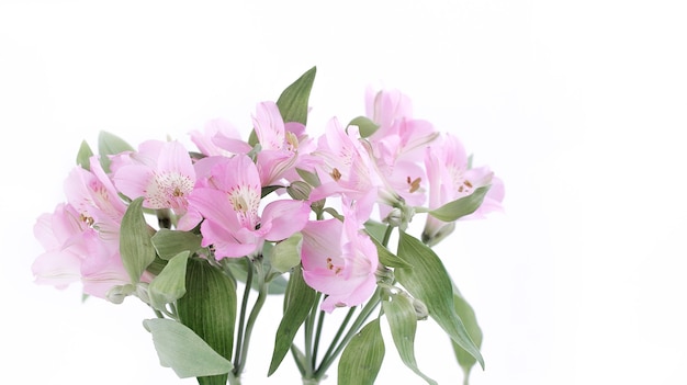 Bouquet of flowers isolated on a light background.flowers to set the mood