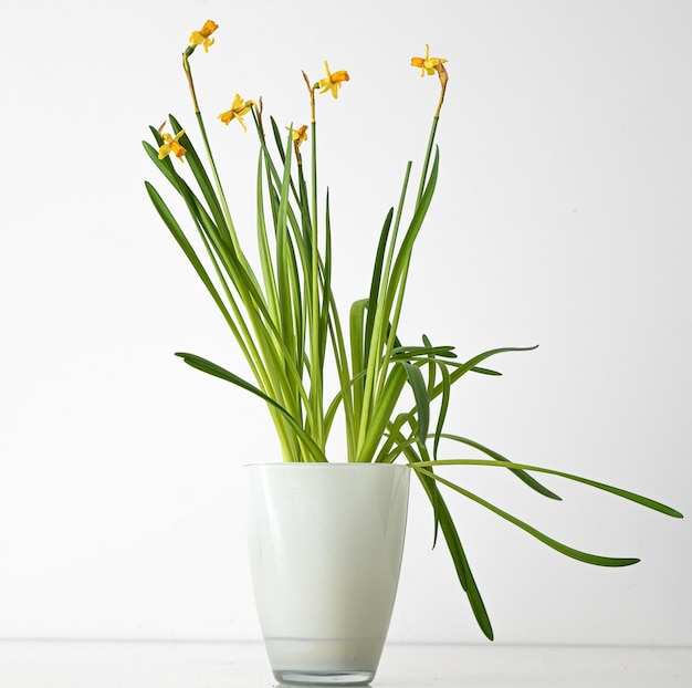 白い壁の水仙の花の花束