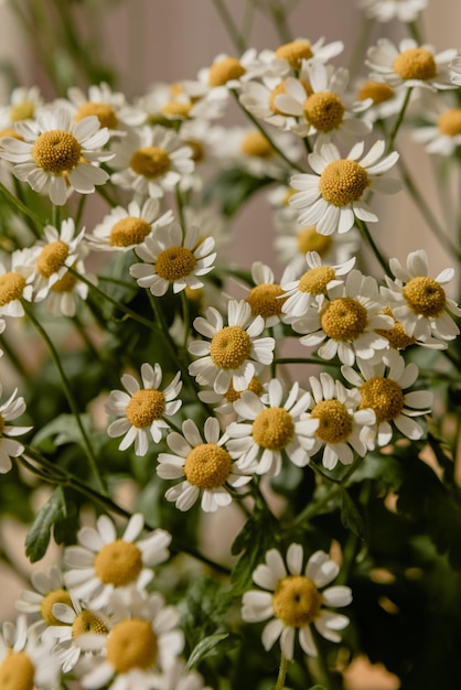 Bouquet of flowers on the window A lot of spring daisies