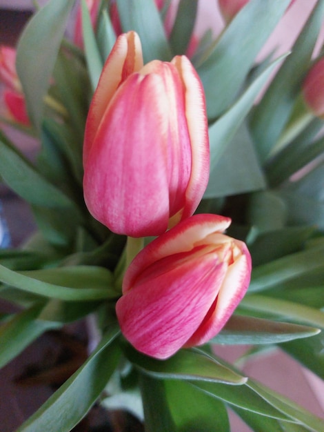 A bouquet of flowers with tulips