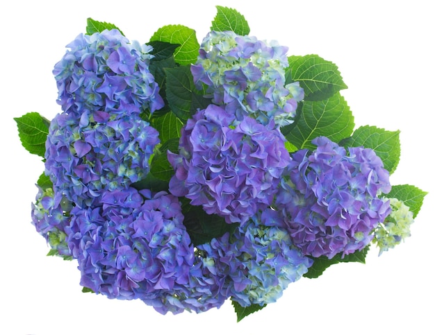 흰색 배경에 고립 된 신선한 파란색 hortensia 꽃의 꽃다발