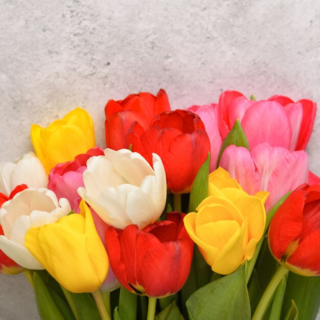 A bouquet of fresh, bright, multi-colored tulips on a light gray.