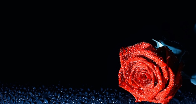 신선한 꽃의 꽃다발입니다. 사랑하는 사람에게 명절 선물. 배경 성 발렌타인의 날입니다. 장미, 튤립, 아이리스 꽃꽂이.