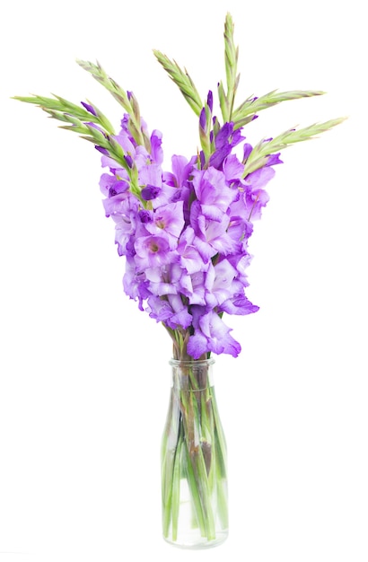 Bouquet of  fresh gladiolus flowers in vase isolated on white background