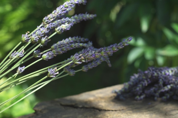 緑の葉の背景に新鮮なラベンダーの花の花束、選択的な焦点を当てた太陽光線