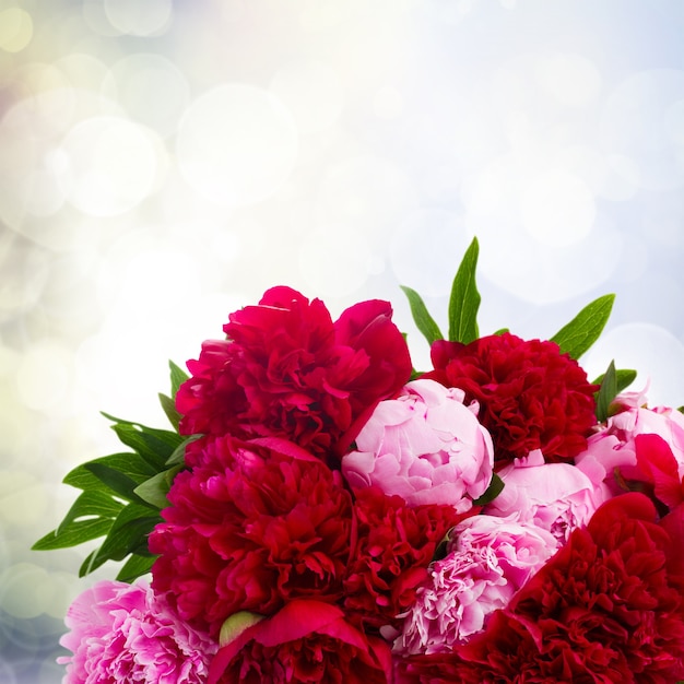 Bouquet of fresh pink and red  peonies close up on gray bokeh