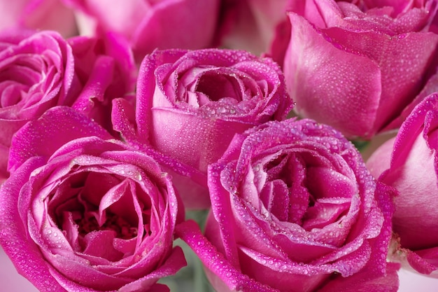 Bouquet of fresh pink roses background. Pink rose flowers with water drops closeup