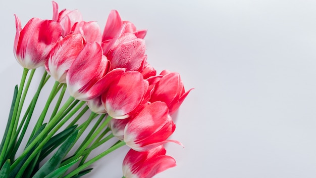 Bouquet of fresh pink tulips