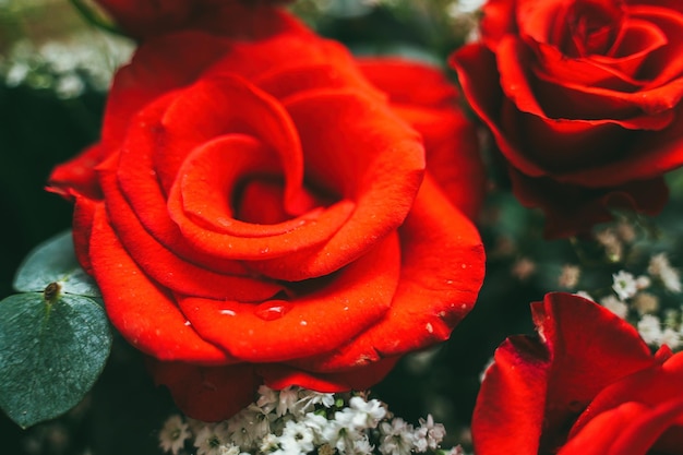 新鮮な赤いバラの花の明るい背景の花束