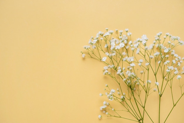 黄色の背景に新鮮な白いカスミソウの花束。