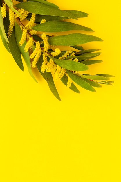 Bouquet of fresh yellow spring flowers