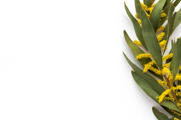 Bouquet of fresh yellow spring flowers