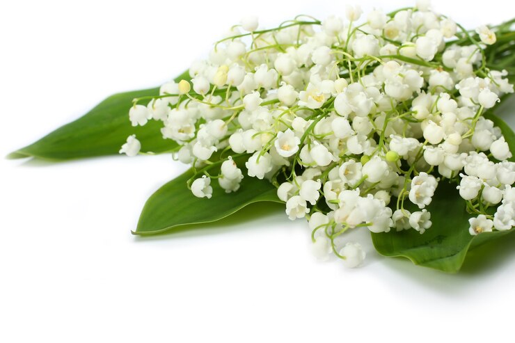 孤立した白い背景の上の谷のユリからの花束